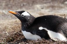 Eselspinguin (12 von 97).jpg